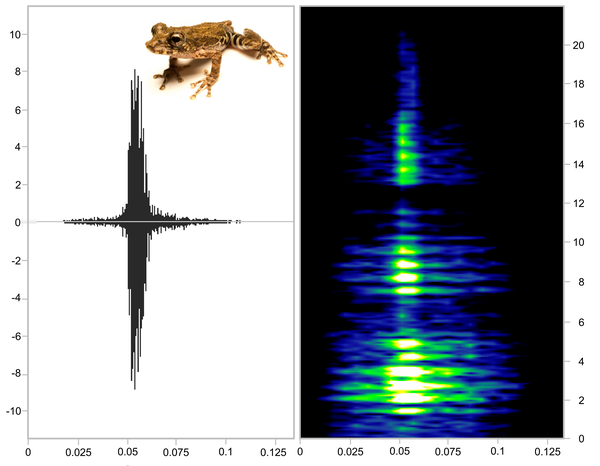 Oscilograma e espectograma de um anfíbio